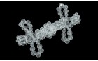 CLASP CONSTRUCTION WITH CRYSTALLS TRANSPARENT