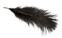 WING OSTRICH