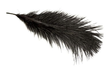 WING OSTRICH
